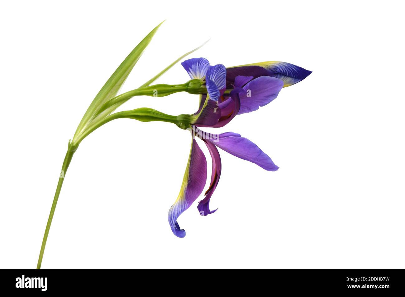 Lila Blume von Iris graminea isoliert auf weißem Hintergrund. Hochauflösendes Foto. Volle Schärfentiefe. Stockfoto