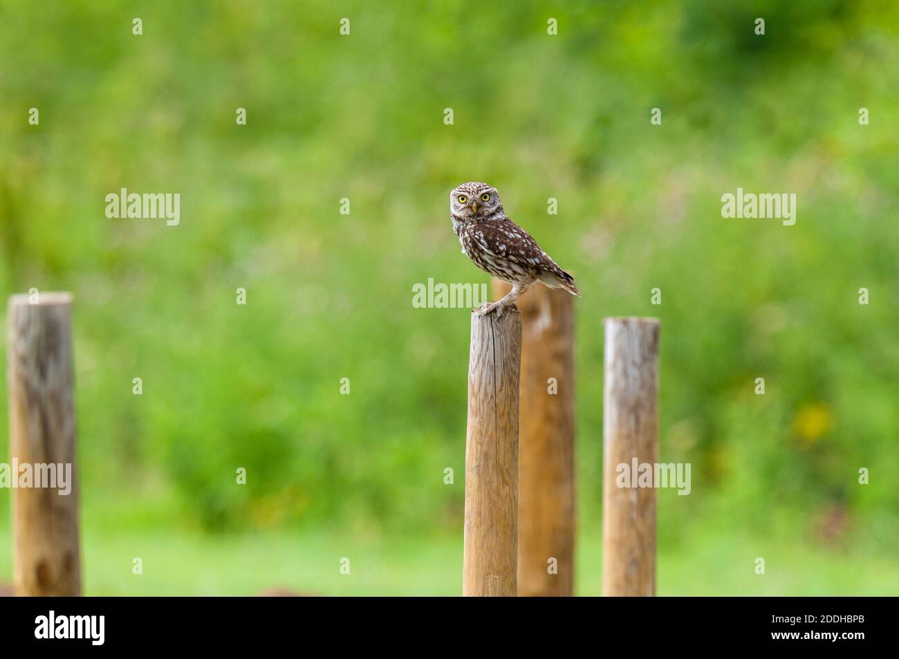 Eine Erwachsene kleine Eule (Athene noctua) thront auf einem Holzpfosten auf Ackerland auf der Isle of Sheppey in Kent. Juli. Stockfoto