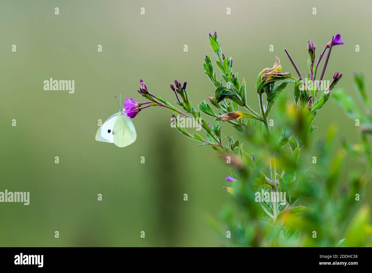 Ein erwachsener großer weißer Schmetterling (Pieris brassica), der auf einer violetten Blume auf Ackerland auf der Isle of Sheppey in Kent nectaring. Juli. Stockfoto