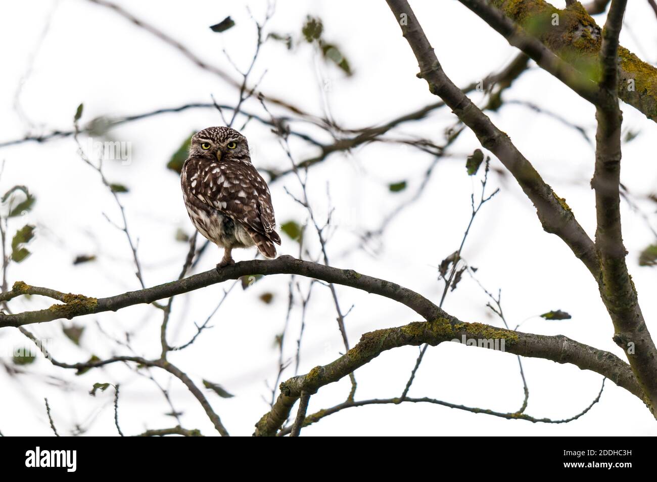 Eine Erwachsene kleine Eule (Athene noctua) thront auf einem Baum auf Ackerland auf der Isle of Sheppey in Kent. Juli. Stockfoto