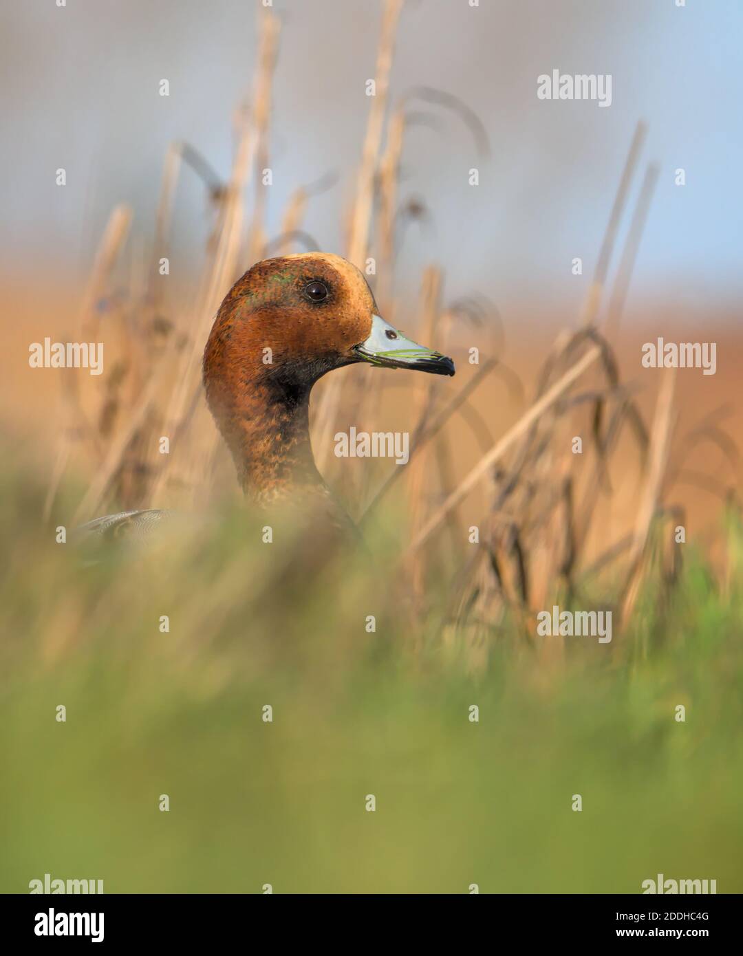 Kopf EINER männlichen Wigeon Duck, Anas penelope, Blick über Gras nach rechts. Wir haben Stanpit Marsh, Christchurch, Großbritannien, übernommen Stockfoto