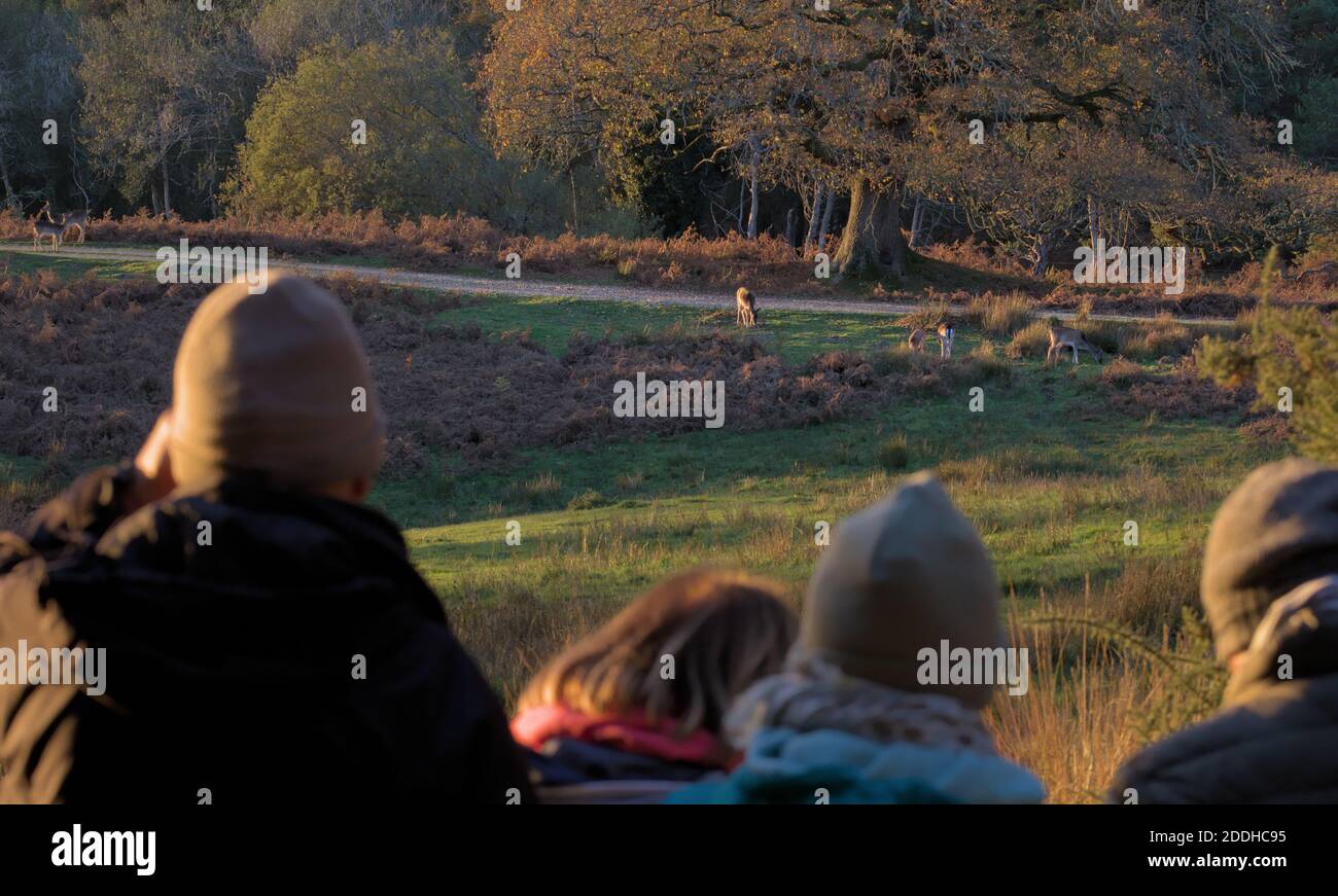 Eine Gruppe von Menschen beobachten EINE Herde von Damhirsch, Dama dama, bei Sonnenuntergang im Herbst. Bolderwood, New Forest, Großbritannien Stockfoto