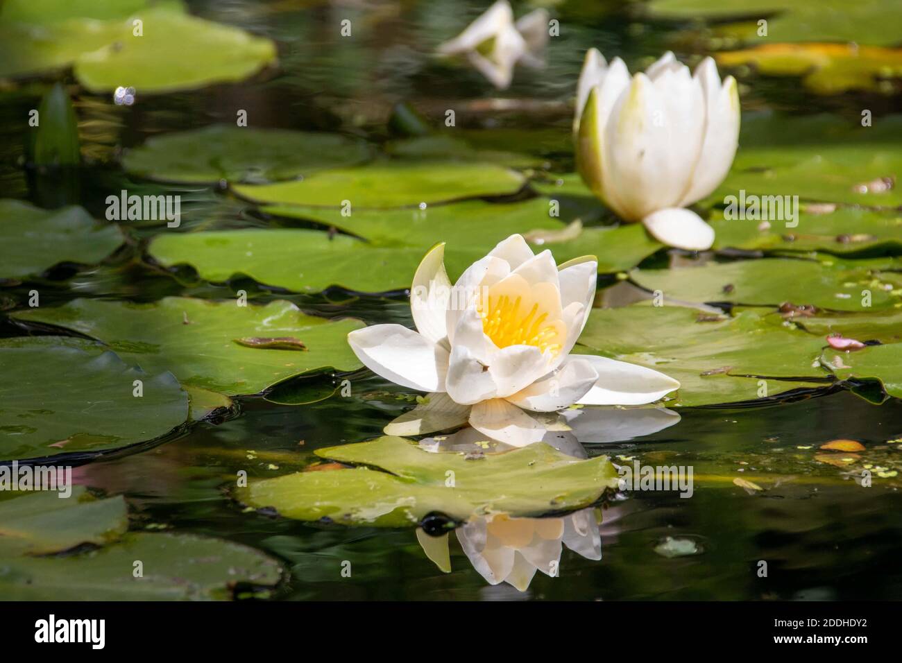 Wunderschöne Lillies, die sich im Wasser spiegeln Stockfoto