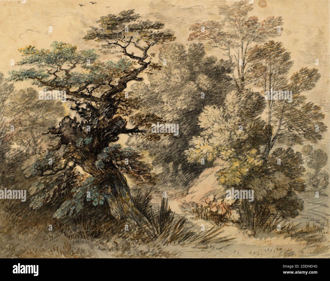 Studie von Bäumen, 1759-1762 Thomas Gainsborough, Baum, Landschaft, Aquarell Stockfoto