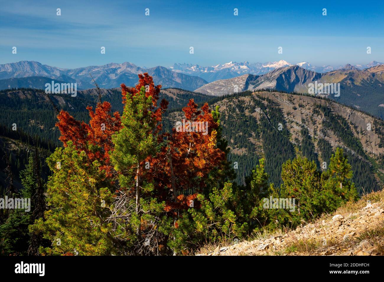 WA18537-00...WASHINGTON - Blick auf die North Cascades einschließlich Mount Baker Der Pacific Crest Trail südlich von Hopkin Lake in der Pasayten Wilderness ar Stockfoto