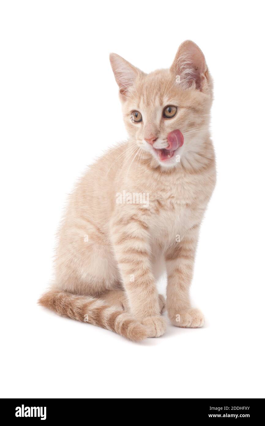 Ein Ingwer-Kätzchen leckte seine Lippen schoss gegen ein Weiß studio-Hintergrund Stockfoto