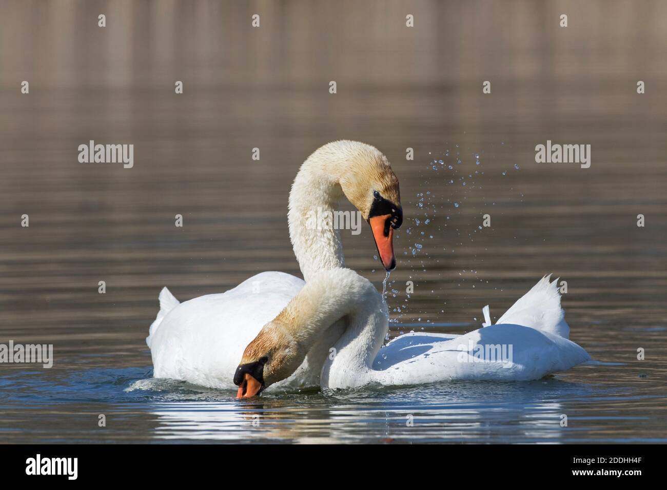 Mute Schwan (Cygnus olor) Paar auf See im Frühjahr anzeigen Stockfoto