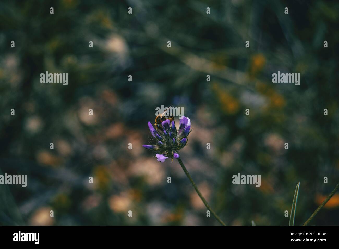 Nahaufnahme einer Biene, die eine violette Bituminaria bestäubt Bituminosa in freier Wildbahn Stockfoto