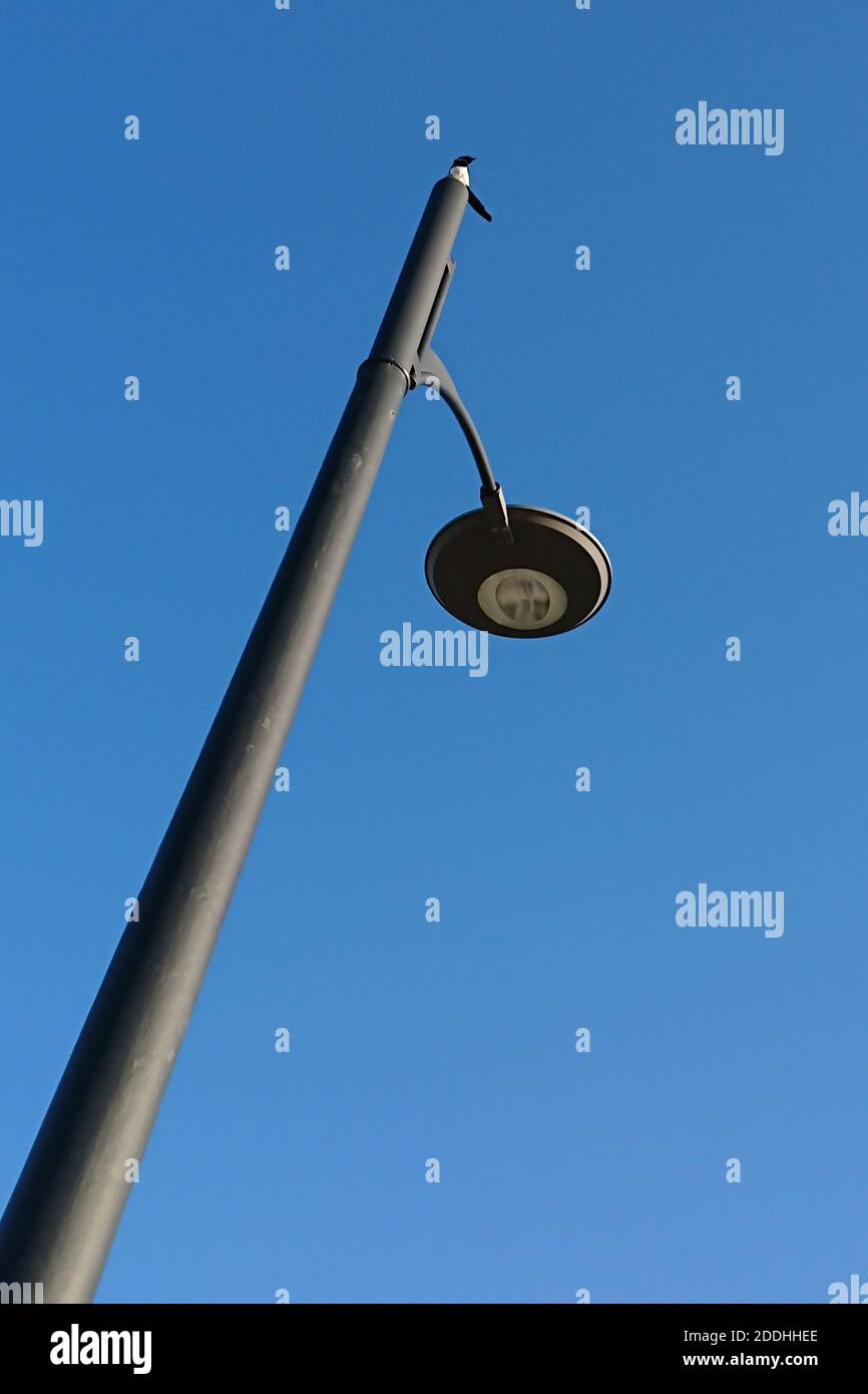 Eine niedrige Winkelaufnahme einer Straßenlampe unter dem Sonnenlicht und ein blauer Himmel und ein Elbenvogel auf Oben Stockfoto