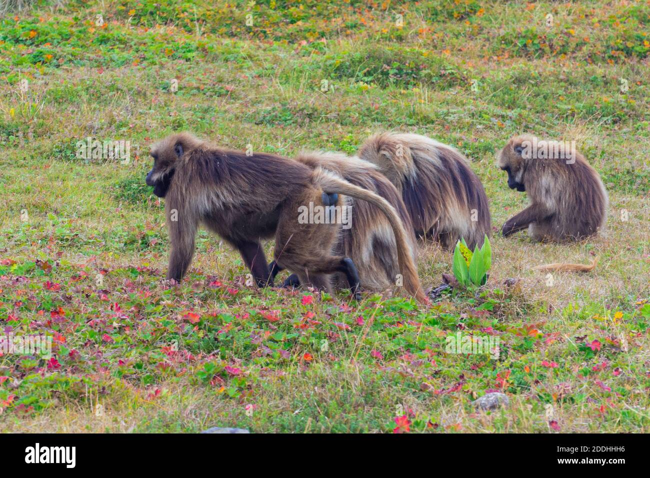 Wilde Pavianaffen, Simien Mountains, Äthiopien Stockfoto Wilde Pavianaffen, Simien Mountains, Äthiopien Stockfoto