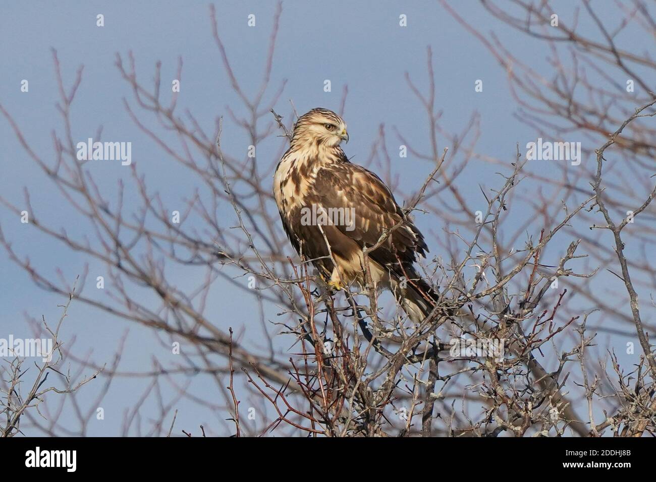 Rauer Falke sitzend oder fliegend Stockfoto