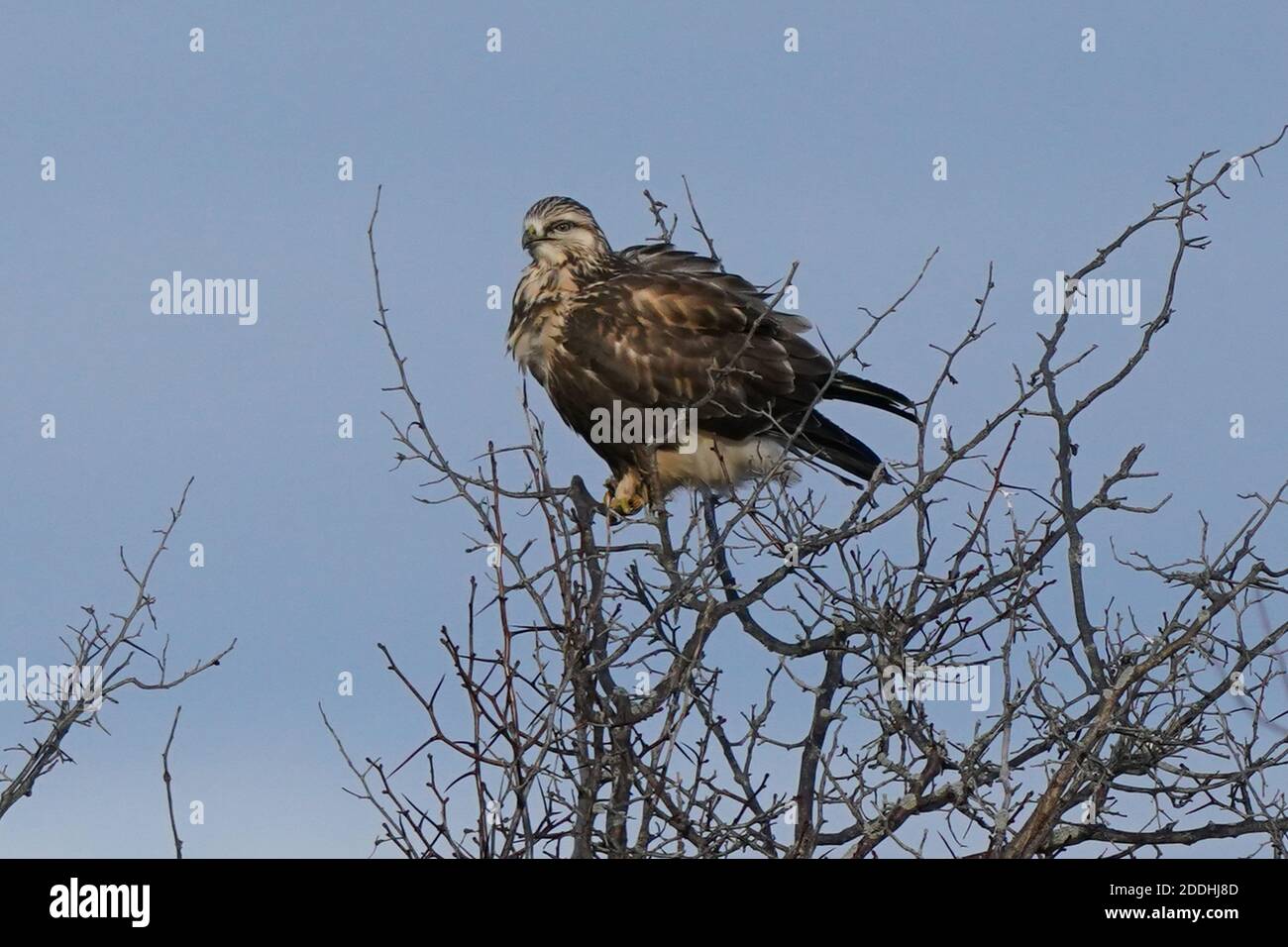 Rauer Falke sitzend oder fliegend Stockfoto