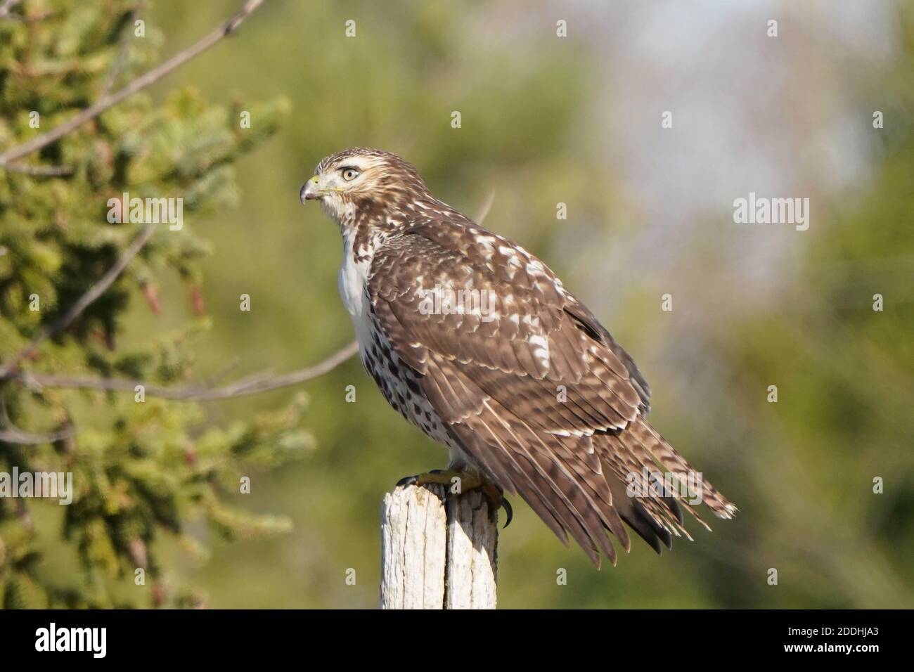 Rotschwanzhawk sitzt auf dem Pfosten oder fliegend Stockfoto