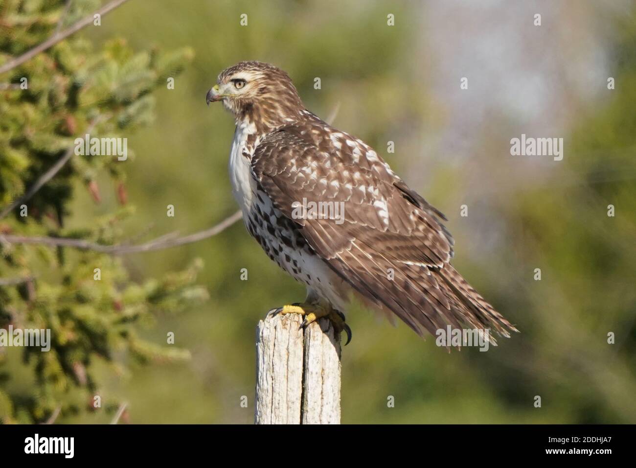 Rotschwanzhawk sitzt auf dem Pfosten oder fliegend Stockfoto