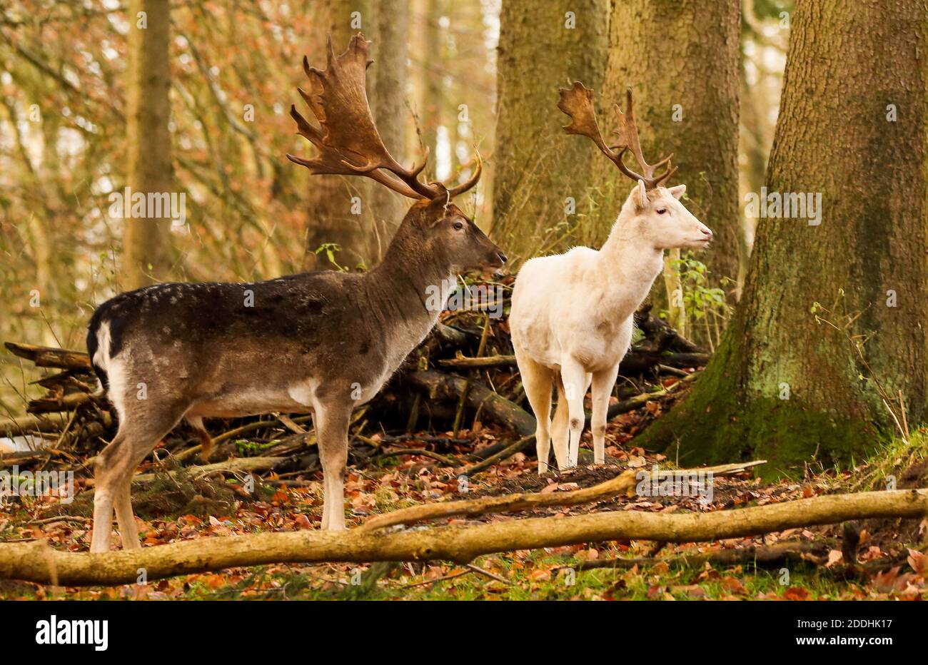 In Jagdkreisen gibt es eine Legende, dass es Pech ist, einen weißen Hirsch zu töten. Weiße Hirte sind sehr selten. Stockfoto