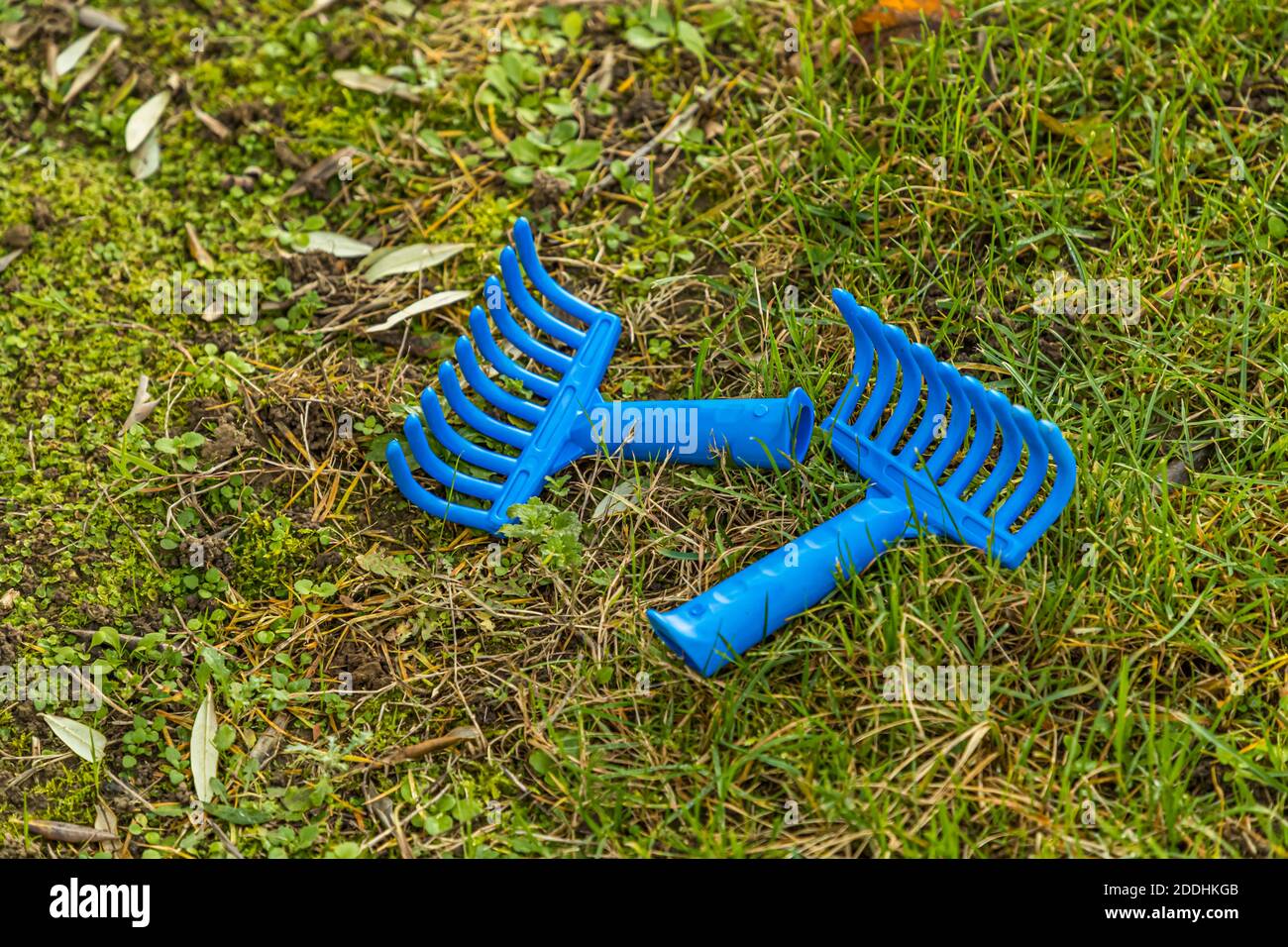 Nördlichste Olivenölproduktion in Pulheim, Deutschland Stockfoto
