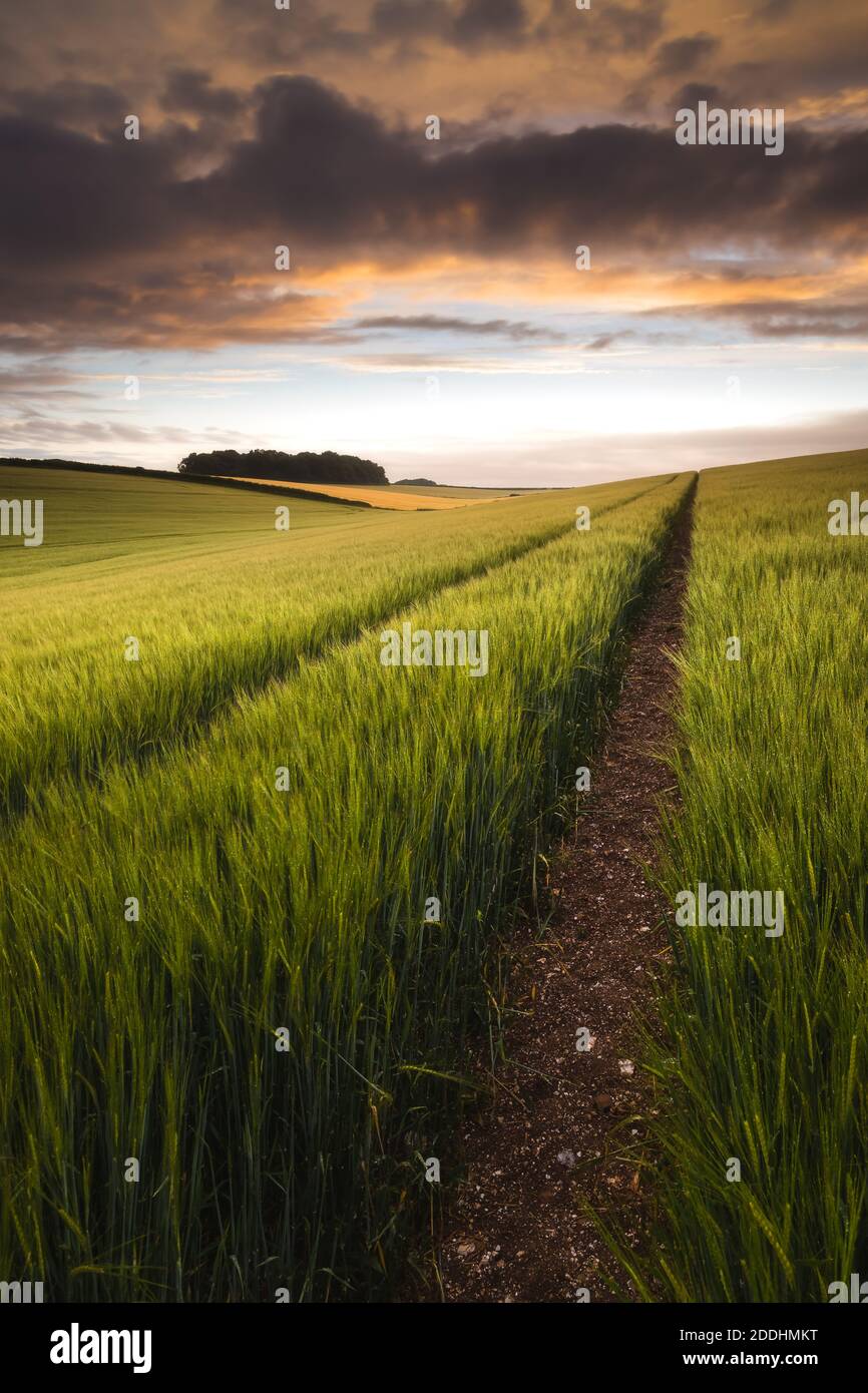 Goldenes Feld Stockfoto