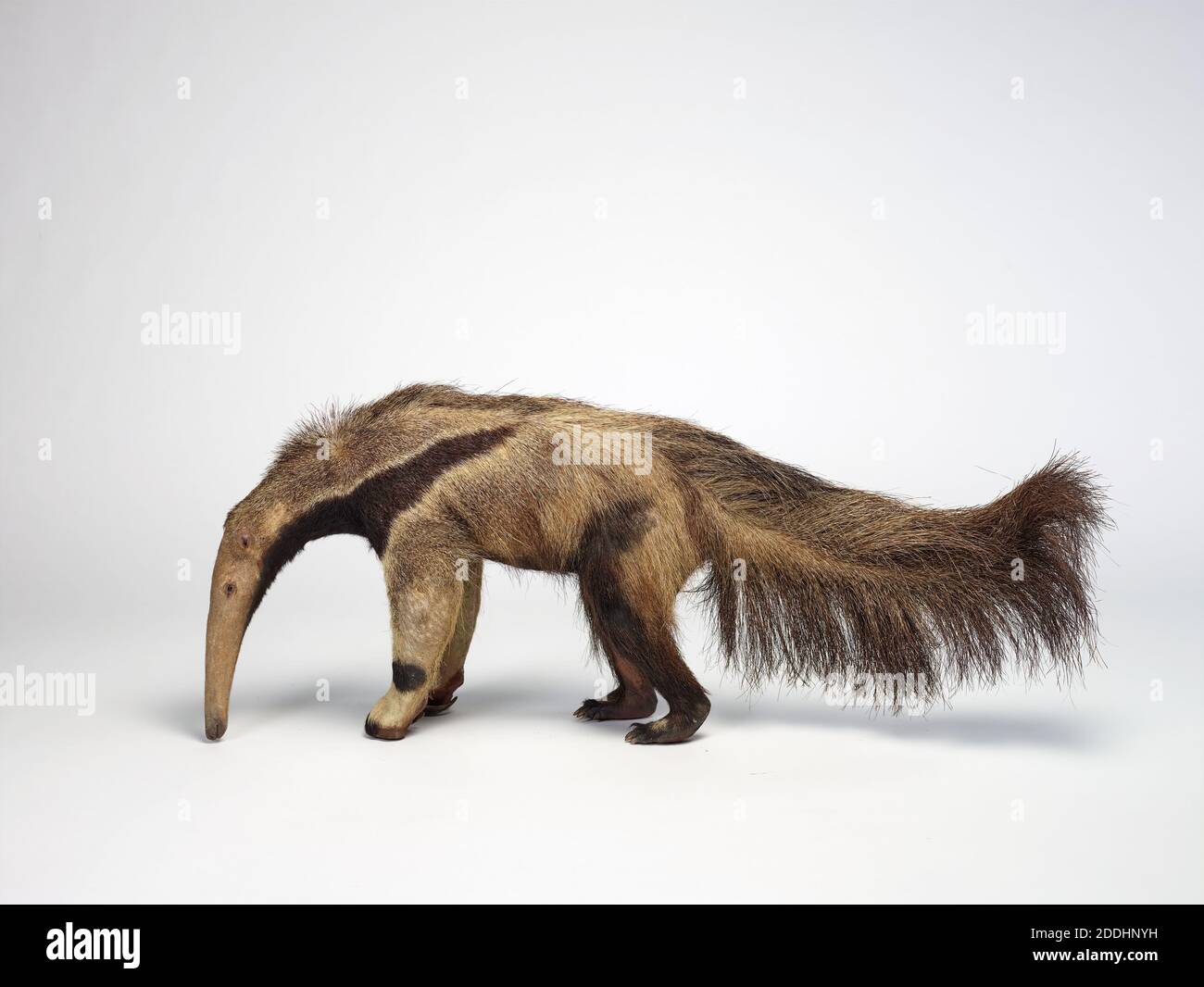 Riesenanteater Taxidermy Cheroscorpaena tridactyla, Naturwissenschaft, Zoologie, Taxidermy, erstaunliche Tiere Stockfoto