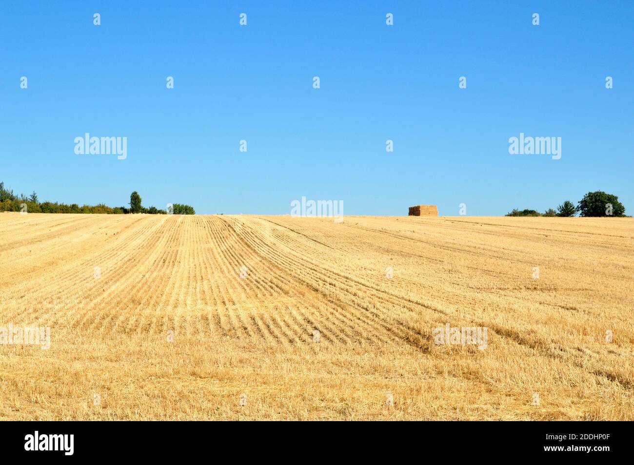 Ein Weizenfeld nach einer Ernte im Sommer und während der Dürre. Stockfoto
