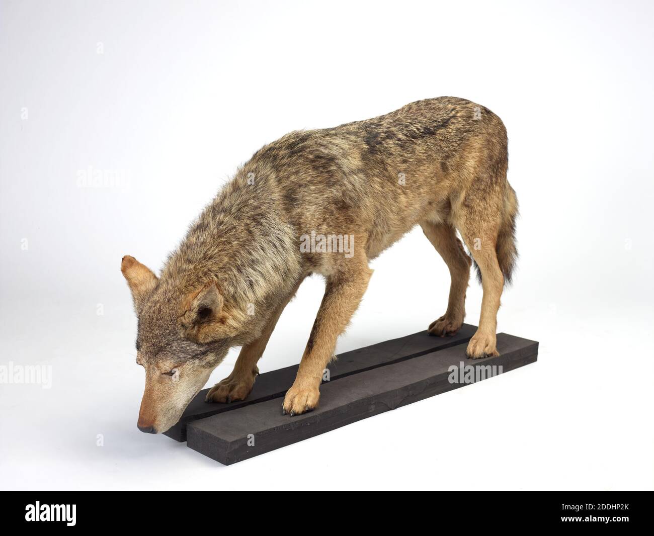 Wolf Taxidermy Grauer Wolf, Canis Lupus., Naturwissenschaft, Zoologie, Taxidermy, erstaunliche Tiere Stockfoto