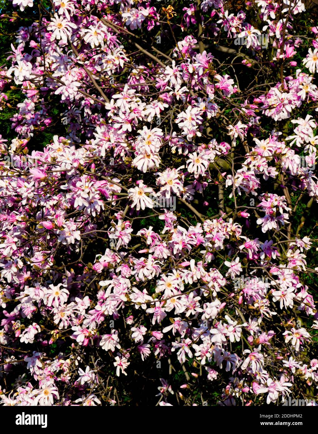 Kleine rosa Blumen füllen den Rahmen der Fotografie. Stockfoto