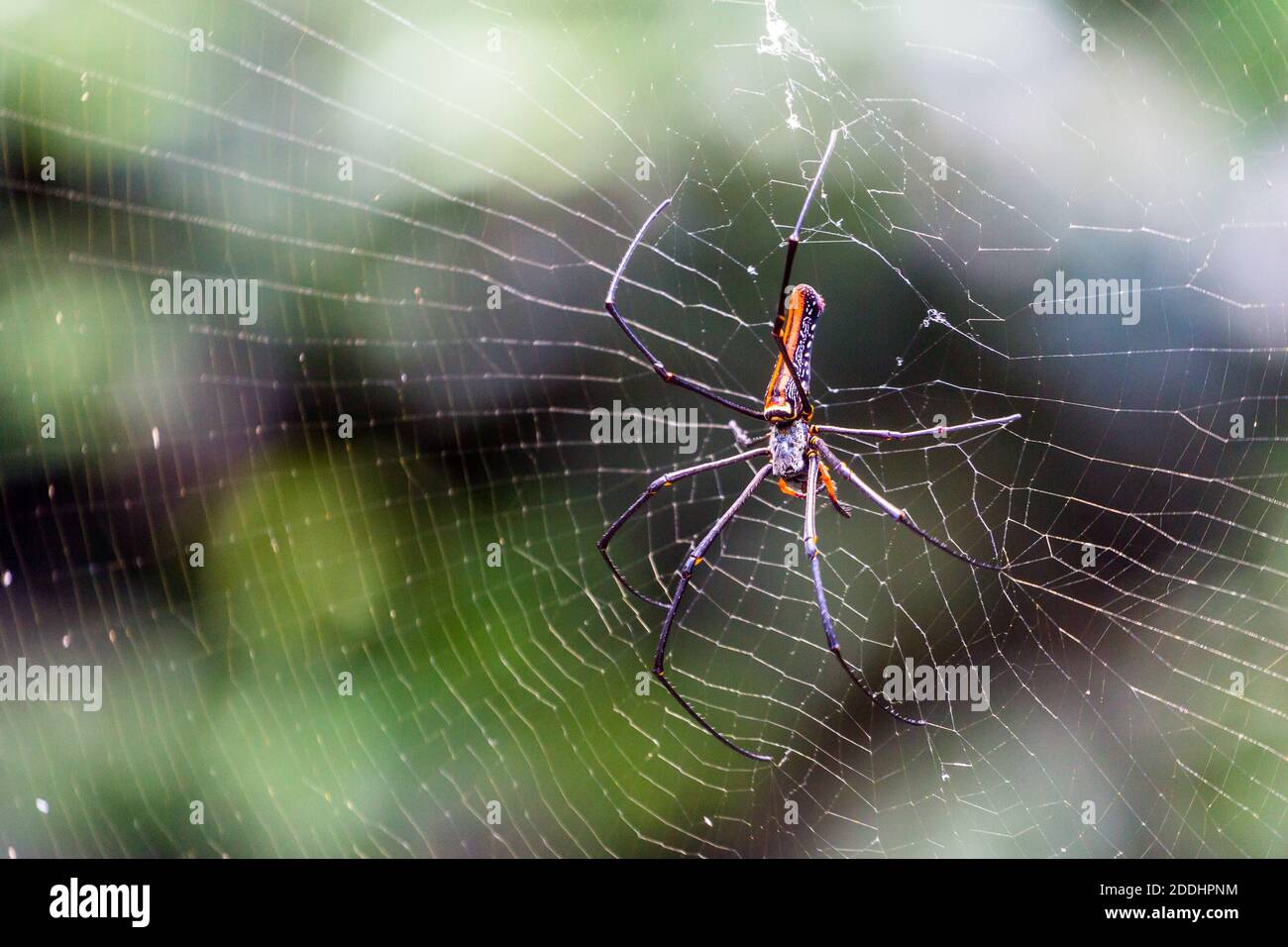 Eine große goldene Kugel im Netz im Bantimurung Bulusaraung Nationalpark in Sulawesi, Indonesien Stockfoto