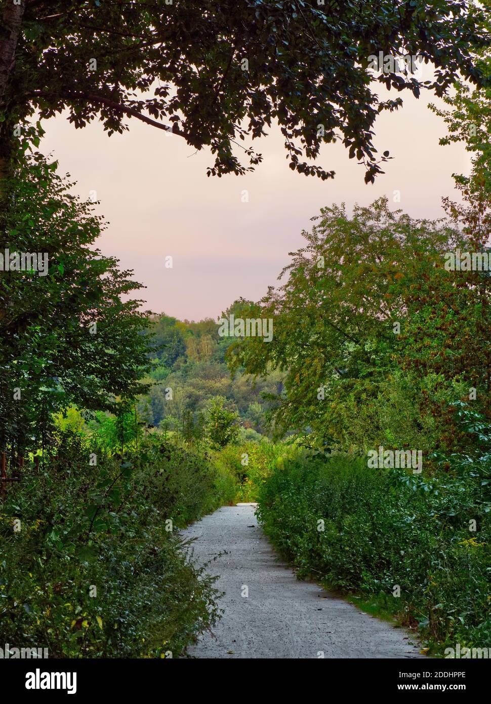 Vertikale Landschaft einer kurvigen Straße, die zum Inneren eines Bildes mit einem rosa Himmel über führt. Eingerahmt von Baumblättern. Stockfoto