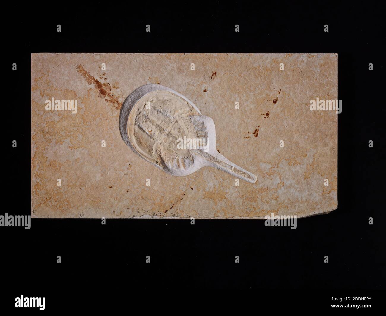 Fossile Horseshoe Crab, Naturwissenschaftliche Sammlung, Paläontologie Stockfoto