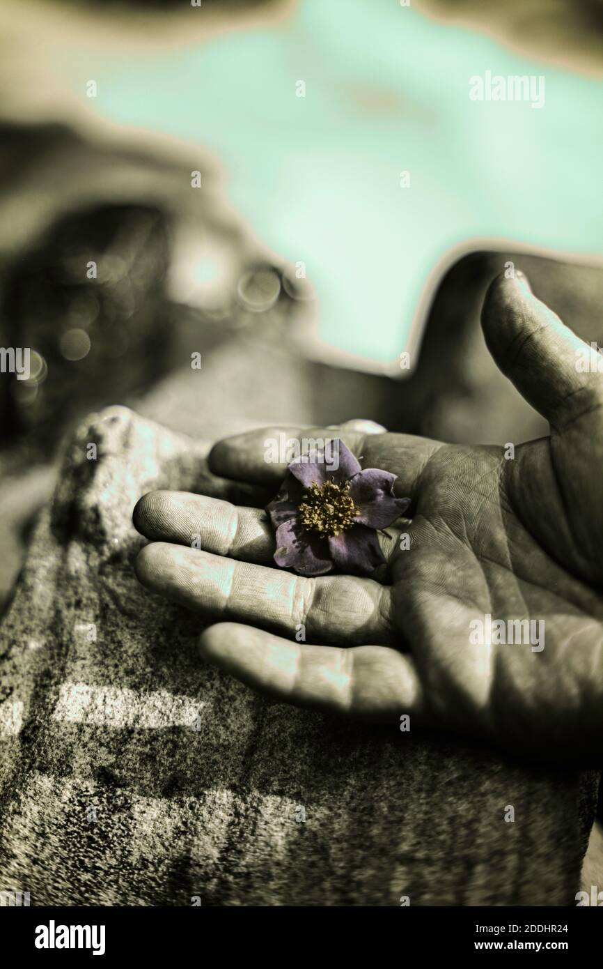 Meine Hand, die eine Multiflora-Rosenblüte umrabelt. Aufgenommen in ultraviolettem Licht Stockfoto