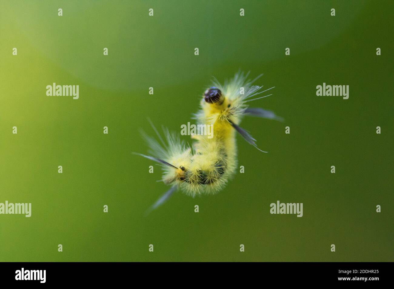 Ein Sturzwebworm kommt seinen Gossamer-Faden herunter, um zu untersuchen Ich Stockfoto
