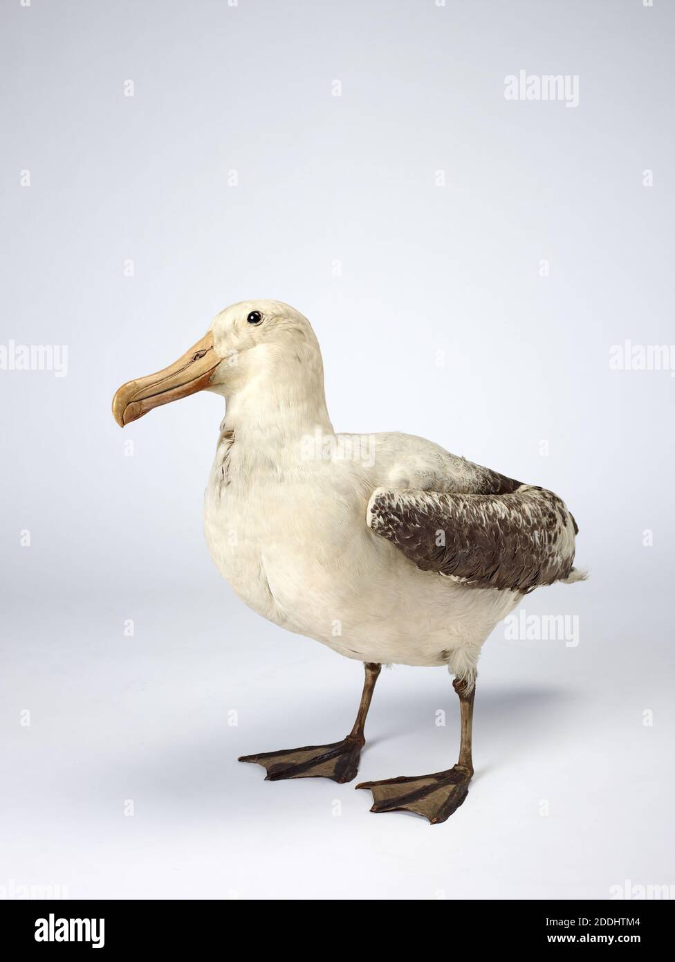 Wandering Albatross, Diomedea exulans, Naturwissenschaft, Zoologie, Taxidermy, Vogel Stockfoto