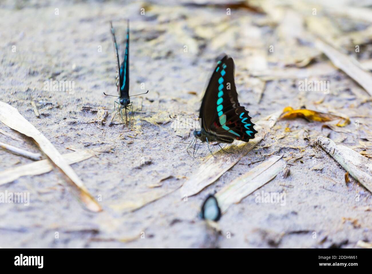 Schmetterlinge pudeln auf nassem Boden im Bantimurung Bulusaraung National Park in Sulawesi, Indonesien Stockfoto