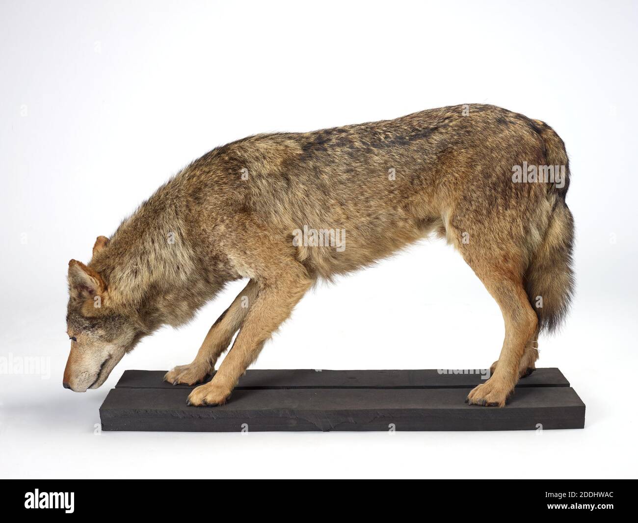 Wolf Taxidermy Grauer Wolf, Canis Lupus., Naturwissenschaft, Zoologie, Taxidermy, erstaunliche Tiere Stockfoto
