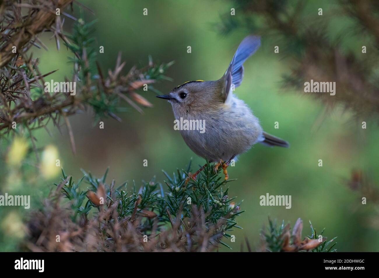 Goldwappen- Regulus regulus zeigt auf blühender Gorse-Ulex Stockfoto