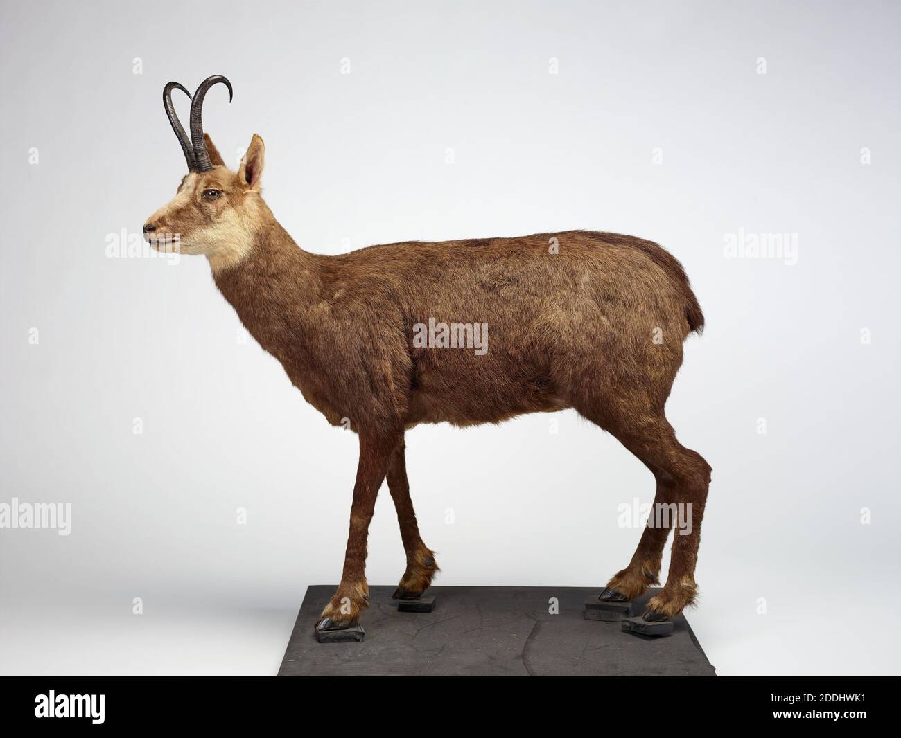 Chamois Taxidermy Chamois, Rupicapra rupicapra Bergziegenantilope, Naturwissenschaft, Zoologie, erstaunliche Tiere Stockfoto