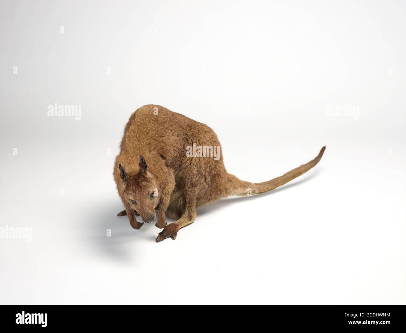 Wallaby Taxidermy, Australien, Naturwissenschaft, Zoologie, Beuteltier, Erstaunliche Tiere Stockfoto