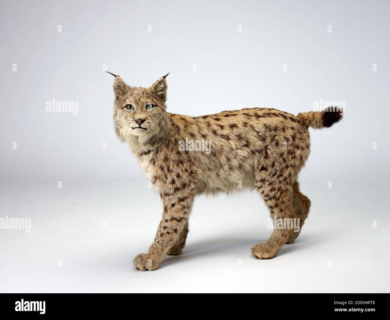 Lynx Taxidermy Lynx Pardinus, Naturwissenschaft, Zoologie, Taxidermy, Tier, Katze, Erstaunliche Tiere Stockfoto