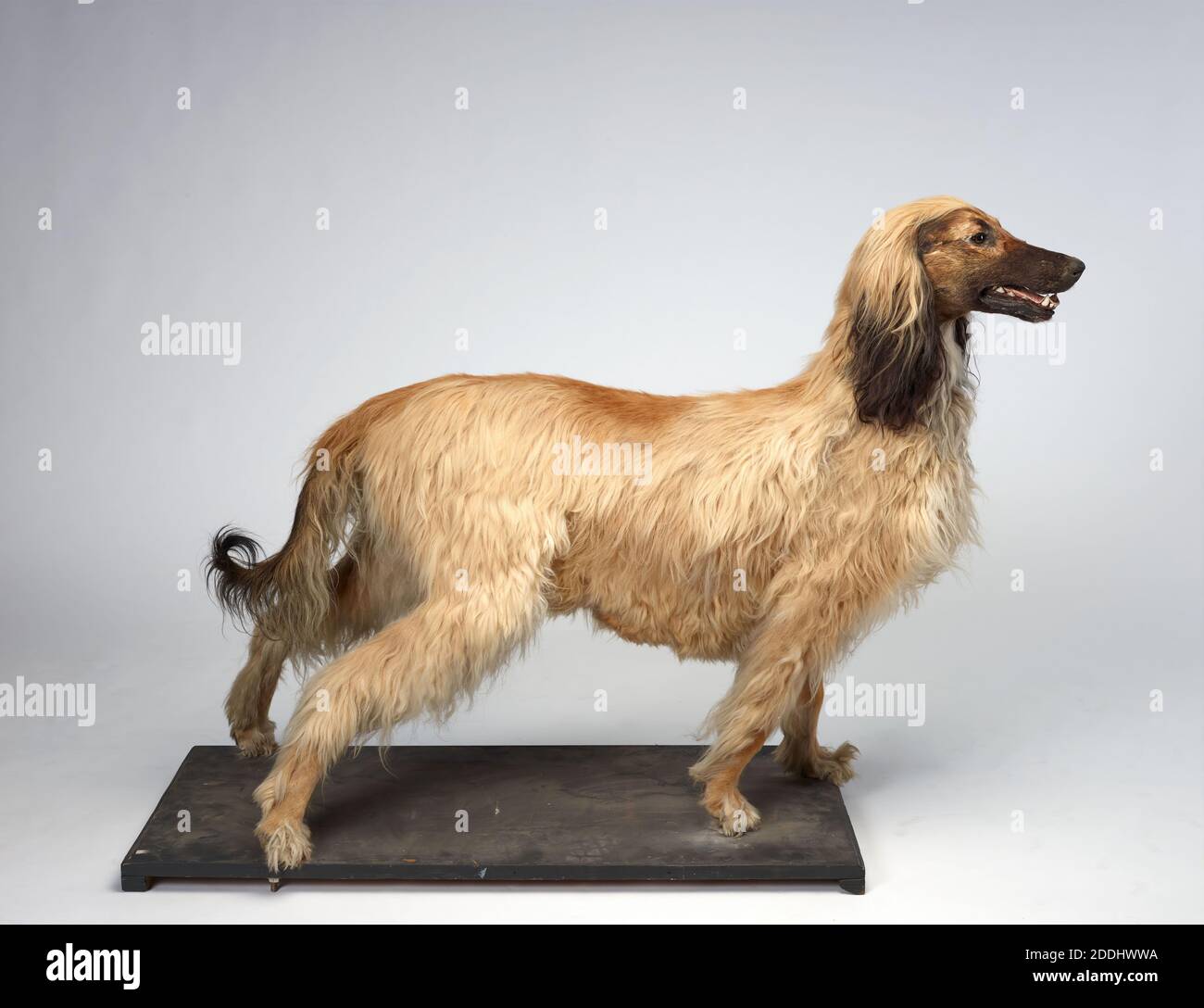 Afghanischer Hund Taxidermy Taxidermy eines Haushundes, afghanischer Hund, Naturwissenschaft, Zoologie, Tier, Hund, erstaunliche Tiere Stockfoto