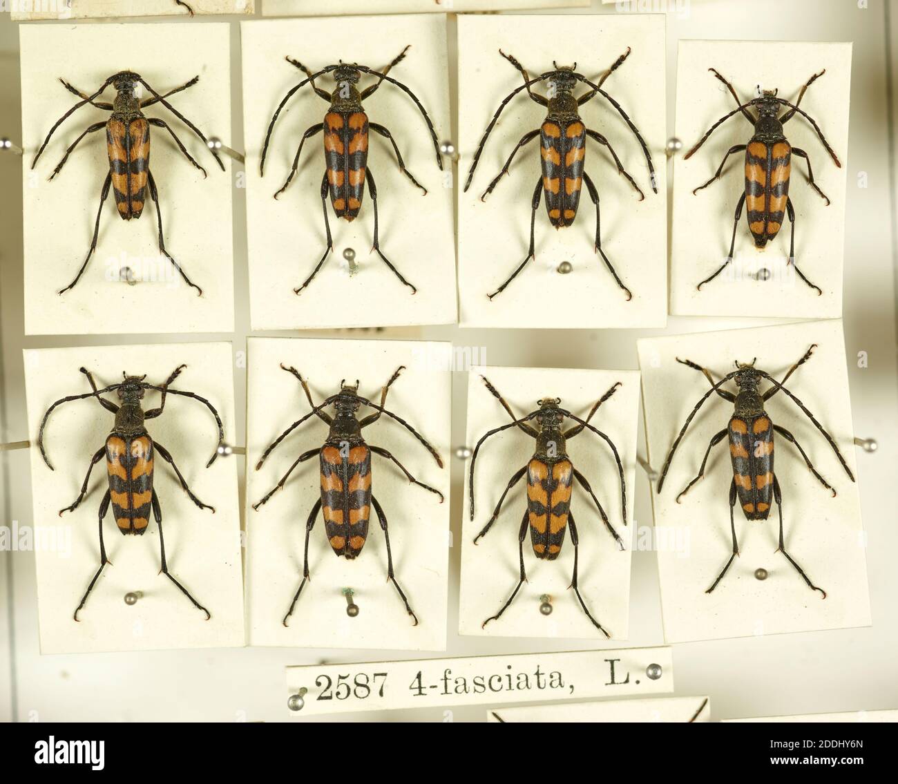 Schubladen mit Exemplaren von Insekten, Nahaufnahme eines Käfers, Naturwissenschaft, Entomologie, Zoologie Stockfoto