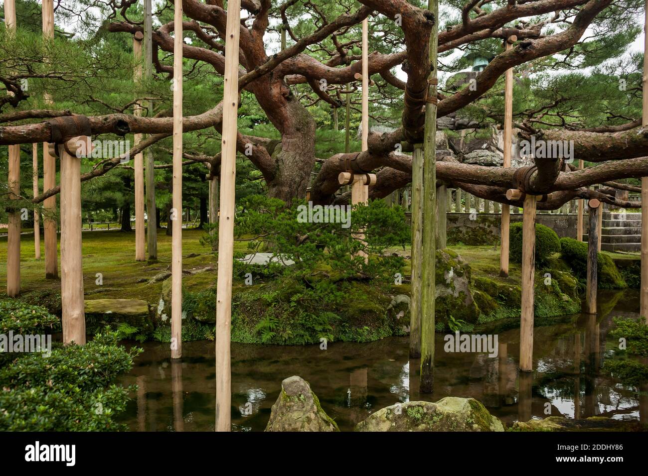 Horizontale Ansicht einer prächtigen alten Kiefer mit Holzstützen in Kenrokuen Garden, Kanazawa, Japan Stockfoto
