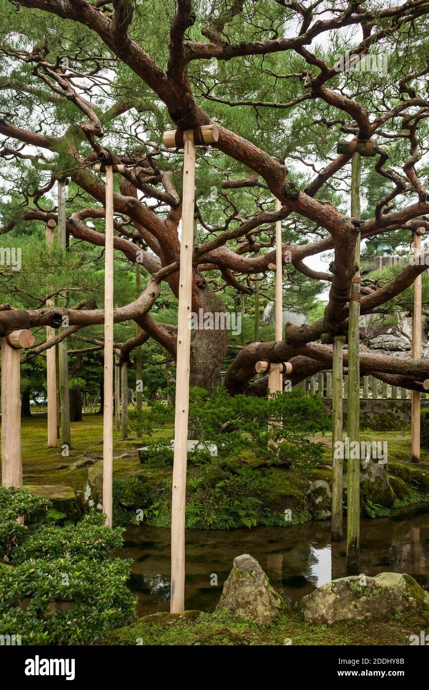 Vertikale Ansicht einer prächtigen alten Kiefer mit Holzstützen in Kenrokuen Garden, Kanazawa, Japan Stockfoto