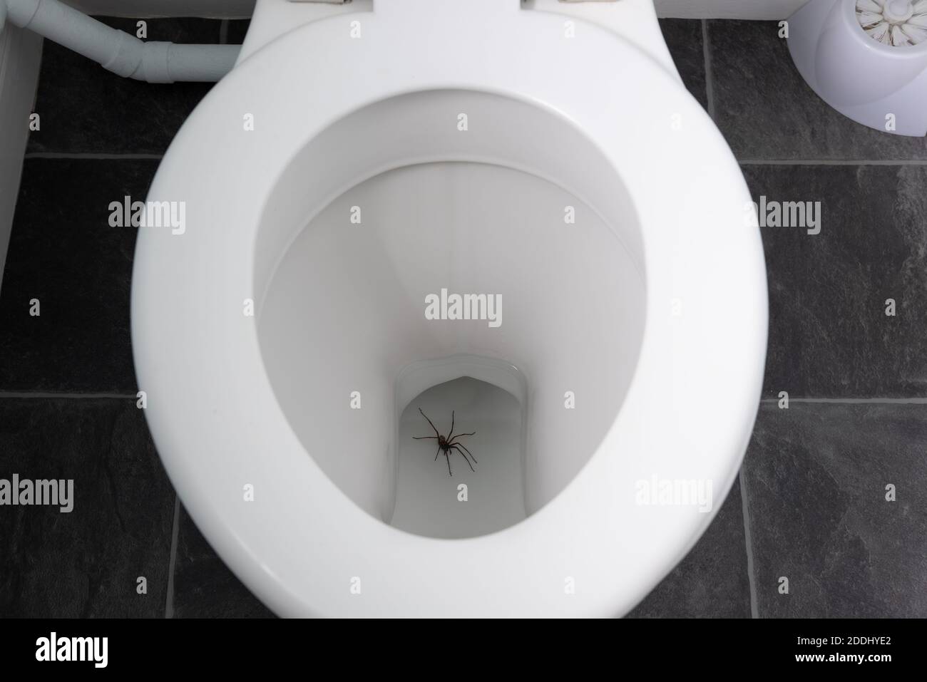 Riesige Haus Spinne Eratigena atrica in der Toilette gefallen und Ertränkt, wenn Arachnophobie sehr erschreckend Schock sehen, dies schlecht Schock Stockfoto