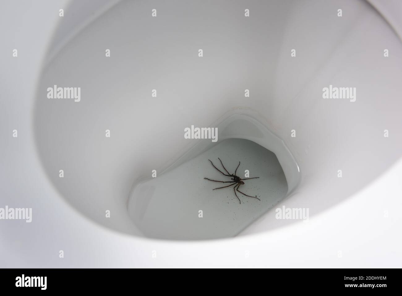 Riesige Haus Spinne Eratigena atrica in der Toilette gefallen und Ertränkt, wenn Arachnophobie sehr erschreckend Schock sehen, dies schlecht Schock Stockfoto