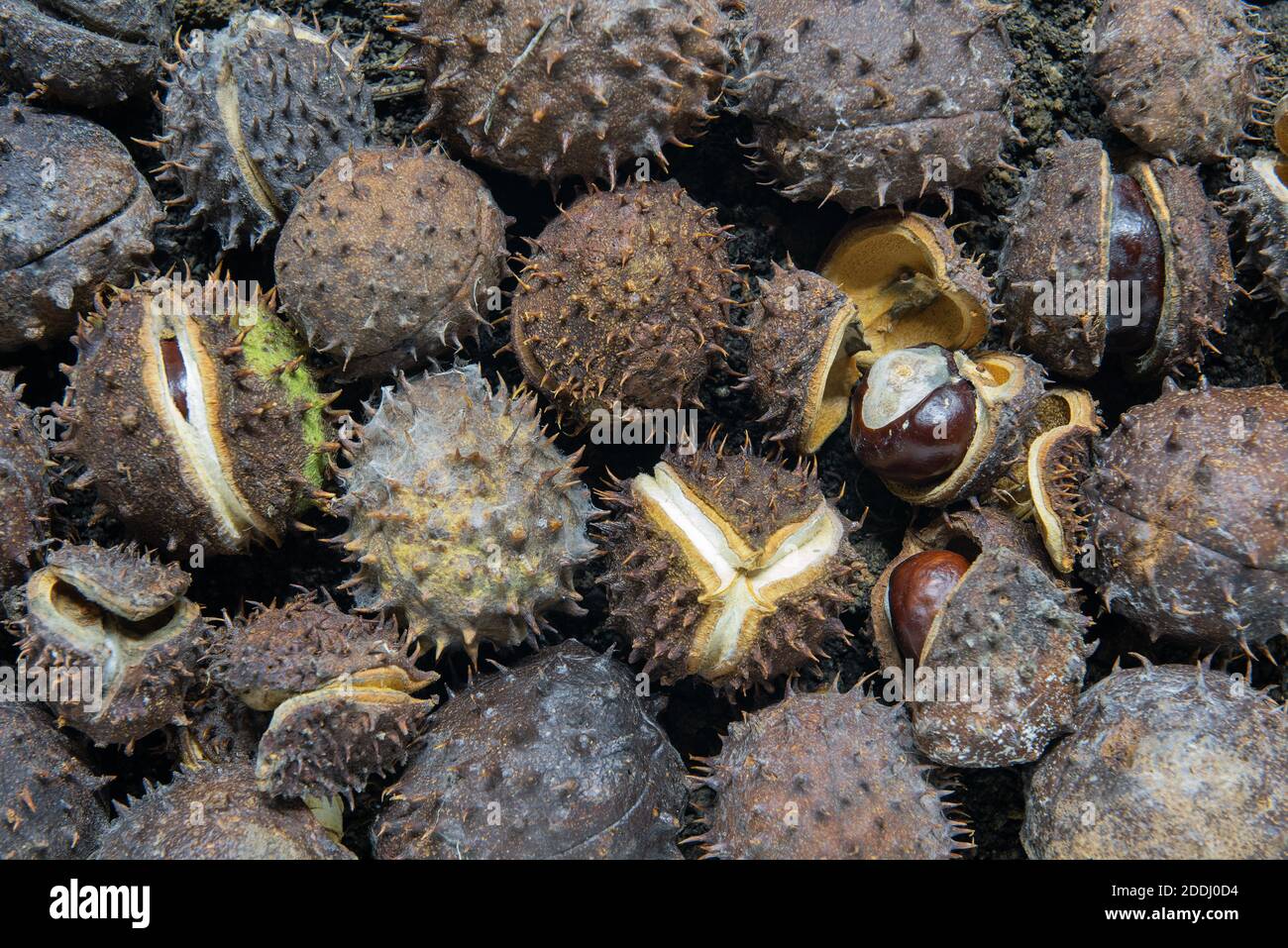 Massen von gefallenen Conkers von Aesculus hippocastanum Baum anfangend Aufspalten freiliessenden Seed Conker innen Stockfoto