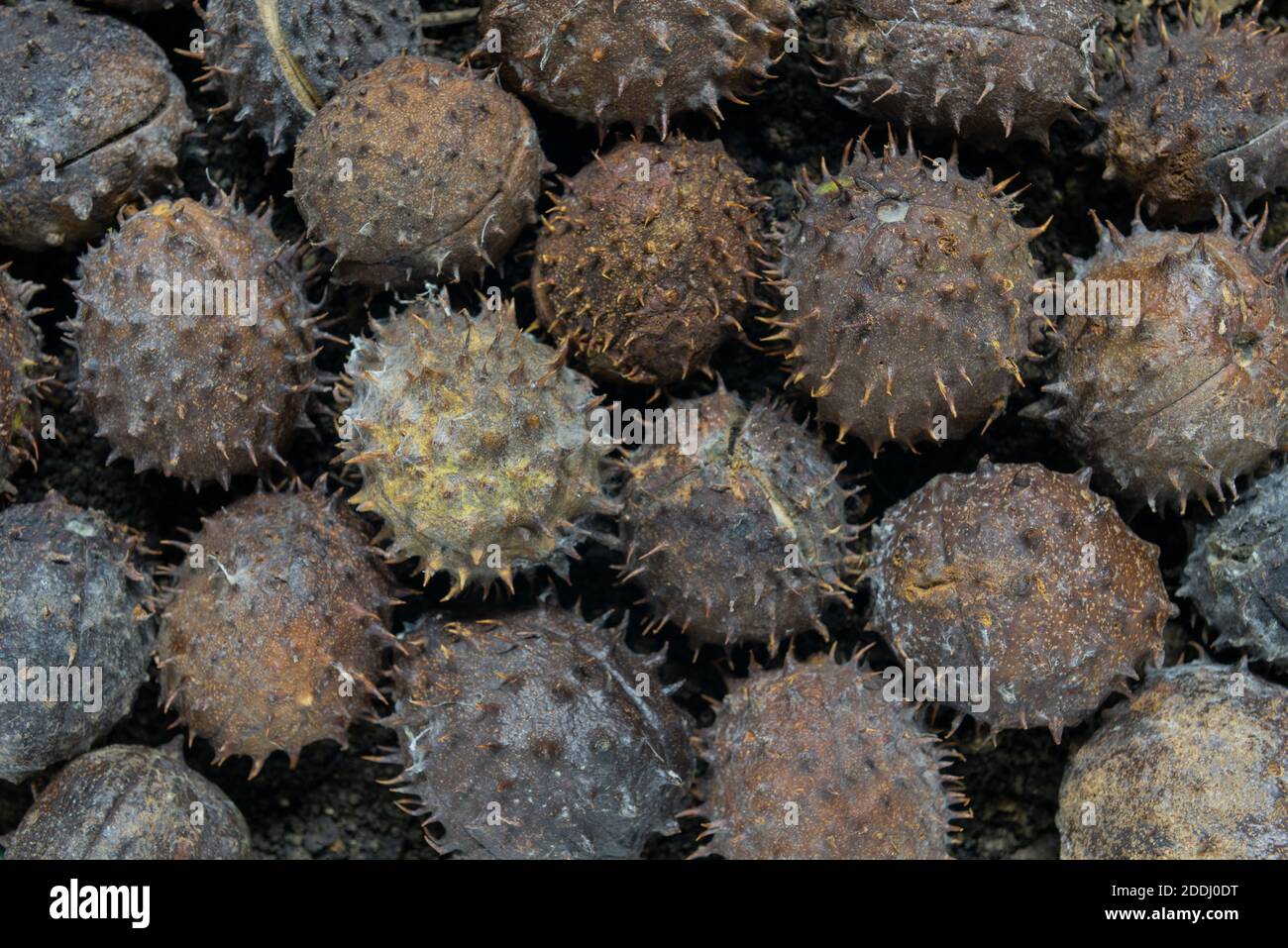 Massen von gefallenen Conkers von Aesculus hippocastanum Baum anfangend Aufspalten freiliessenden Seed Conker innen Stockfoto