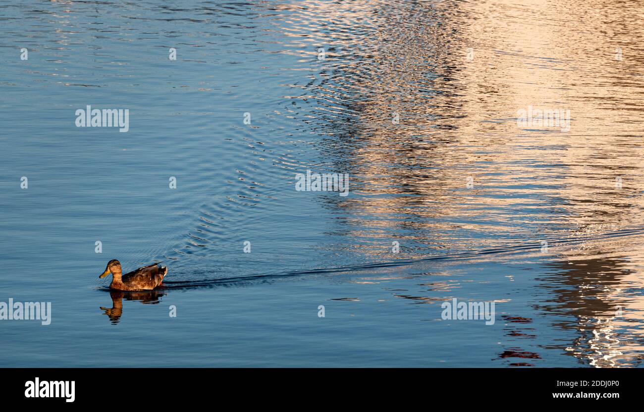 Eine kleine Ente, von der untergehenden Sonne beleuchtet, schwimmt mit offensichtlicher Absicht in einem sehr großen Teich - San Diego Bay, Kalifornien. Stockfoto