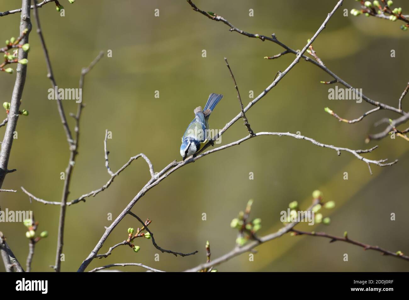 Schöne isolierte eurasische Blaumeise (Cyanistes caeruleus) in ihrem Lebensraum auf natürlichem Hintergrund. Stockfoto