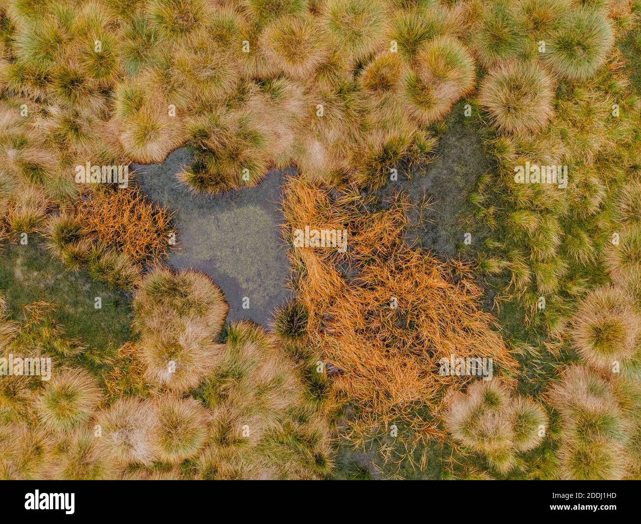 Luftaufnahme von Torfmoor Muster mit See, grün orange Moose im Sumava Nationalpark, Tschechische republik.Bunte Luftlandschaft.Draufsicht Drohne Aufnahme von Stockfoto