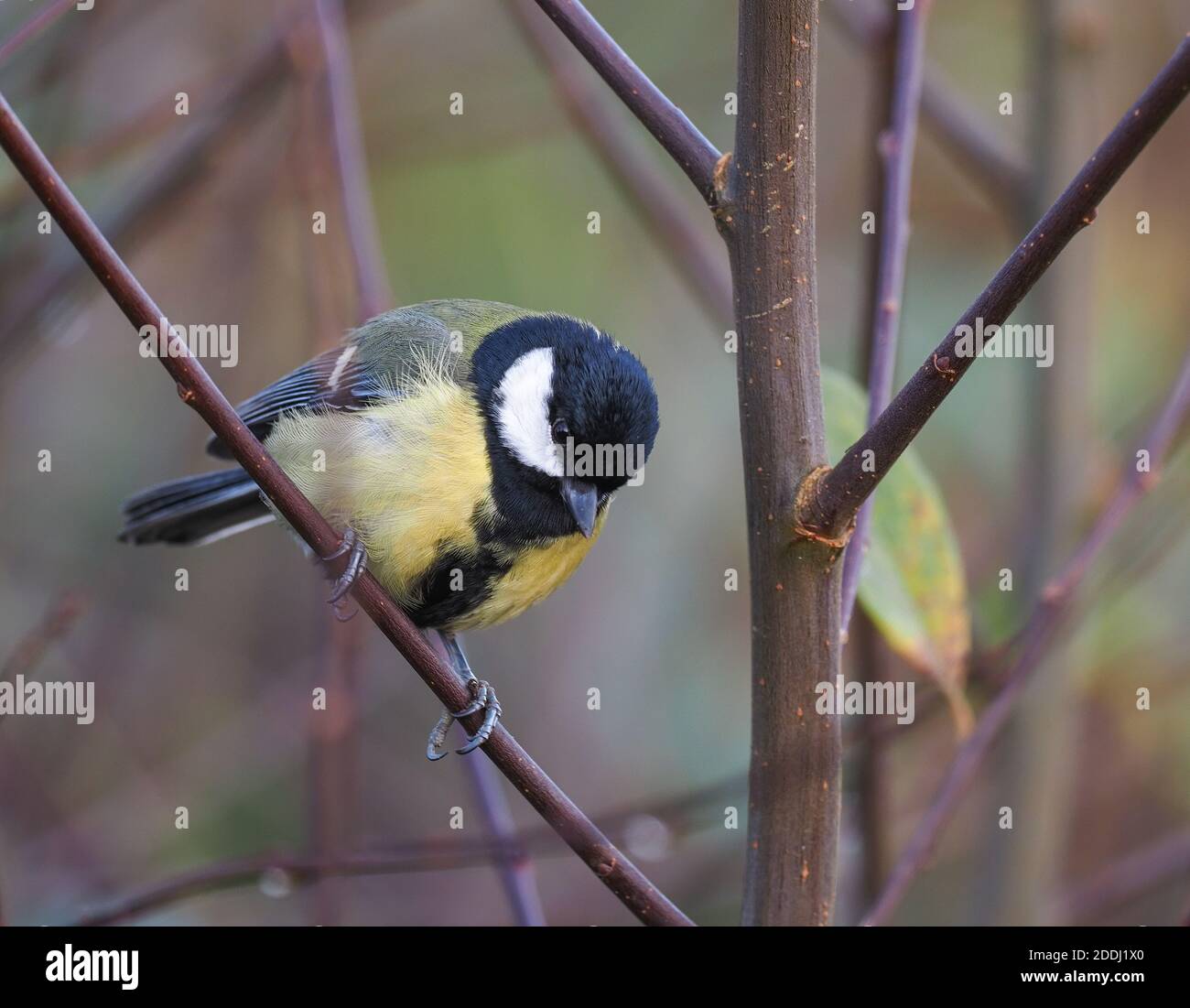 Great Tit thront in Busch, Teifi Marshes, Wales Stockfoto