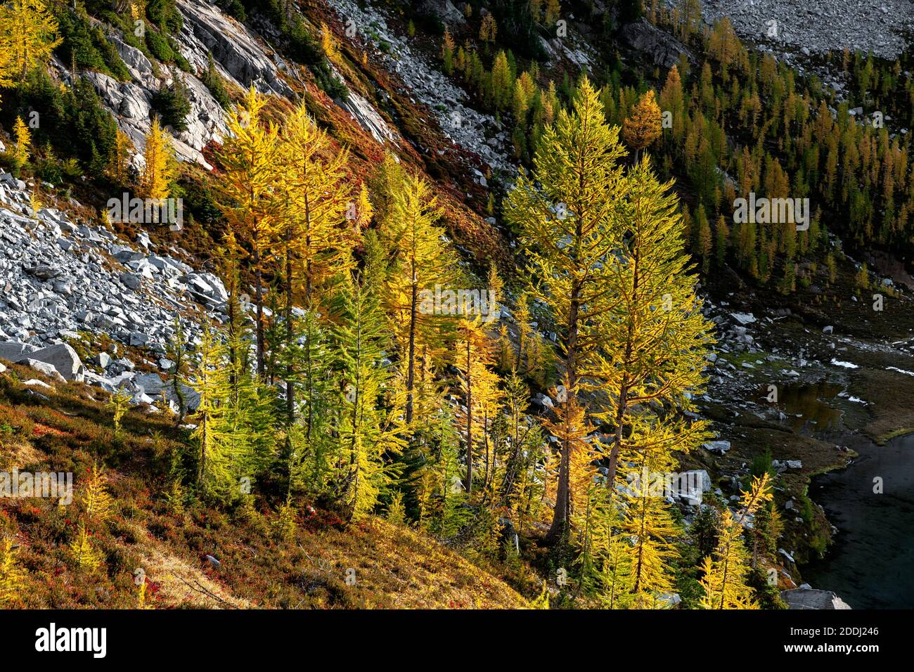 WA17770-00..... WASHINGTON - Lärchen in Herbstfarbe am Lower Ice Lake, Glacier Peak Wilderness, Okanogan Wenatchee National Forest. Stockfoto